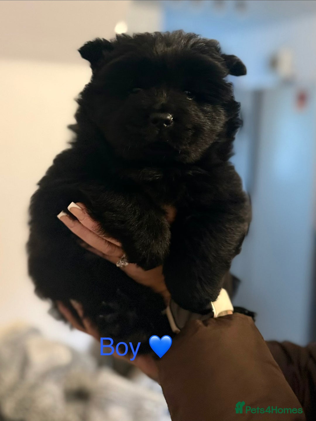 Chow Chow dogs for sale: Merle chow chow - Advert 10