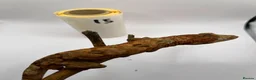 Gecko reptiles for sale: Crested and chahouas geckos - Advert 31