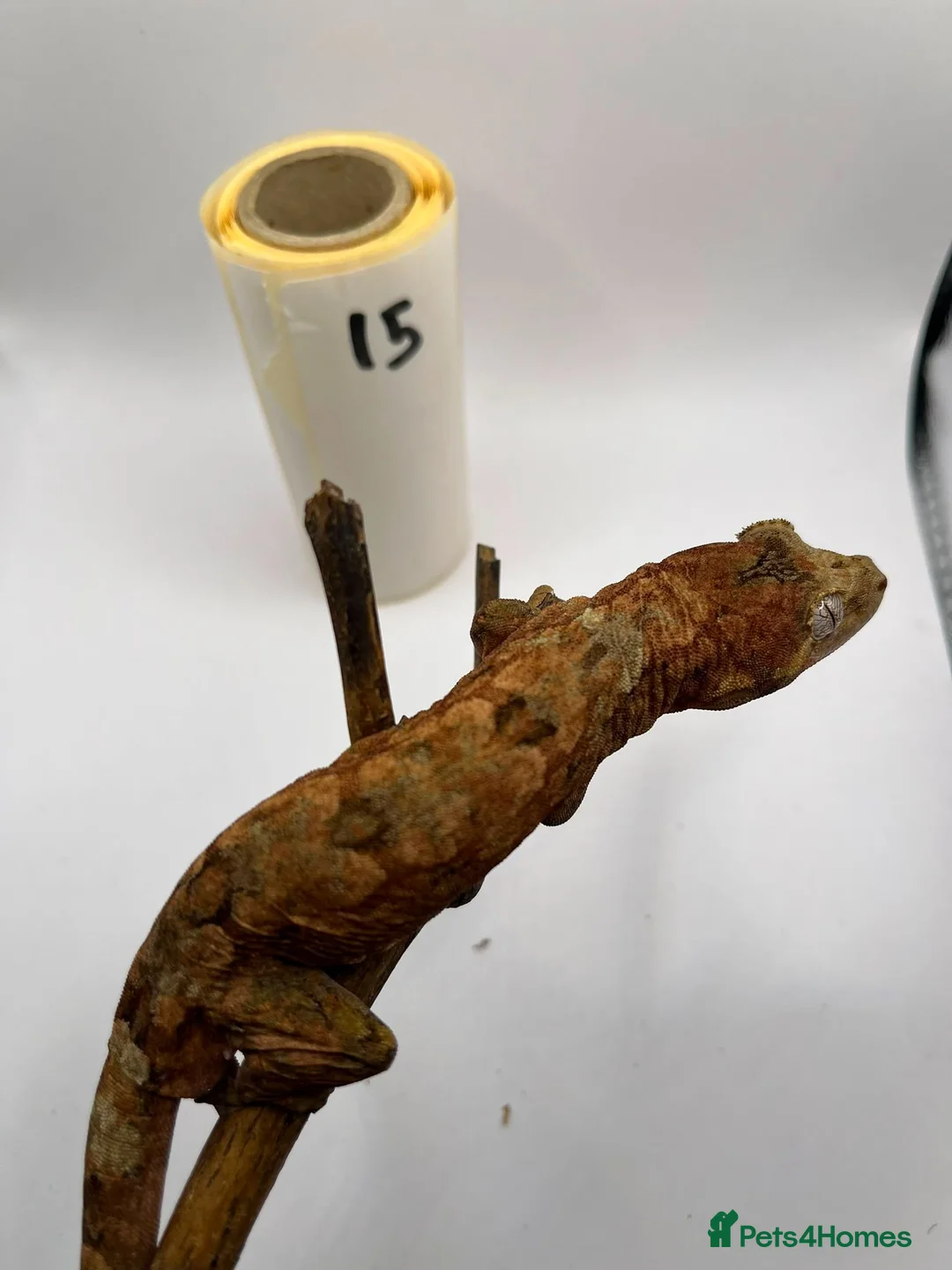 Gecko reptiles for sale: Crested and chahouas geckos - Advert 31