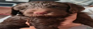 Cockapoo 5