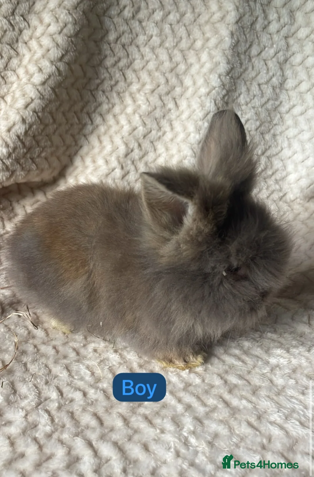 Mixed Breed rabbits for sale: Lion head and teddy widder baby’s for sale - Advert 5