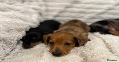 Miniature Dachshund dogs Quality Miniature Dachshund puppies - Advert 2