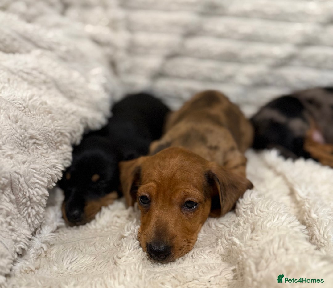 Miniature Dachshund dogs for sale: Quality Miniature Dachshund puppies - Advert 3