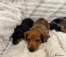 Miniature Dachshund dogs Quality Miniature Dachshund puppies - Advert 8