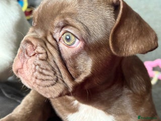 French Bulldog dogs - Advert 26