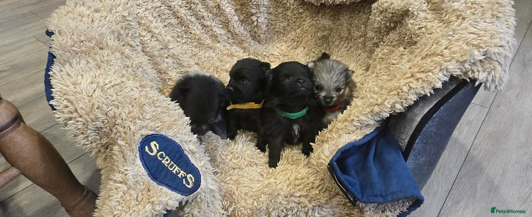 Pomeranian dogs for sale: Pretty Pomeranians  - Advert 31