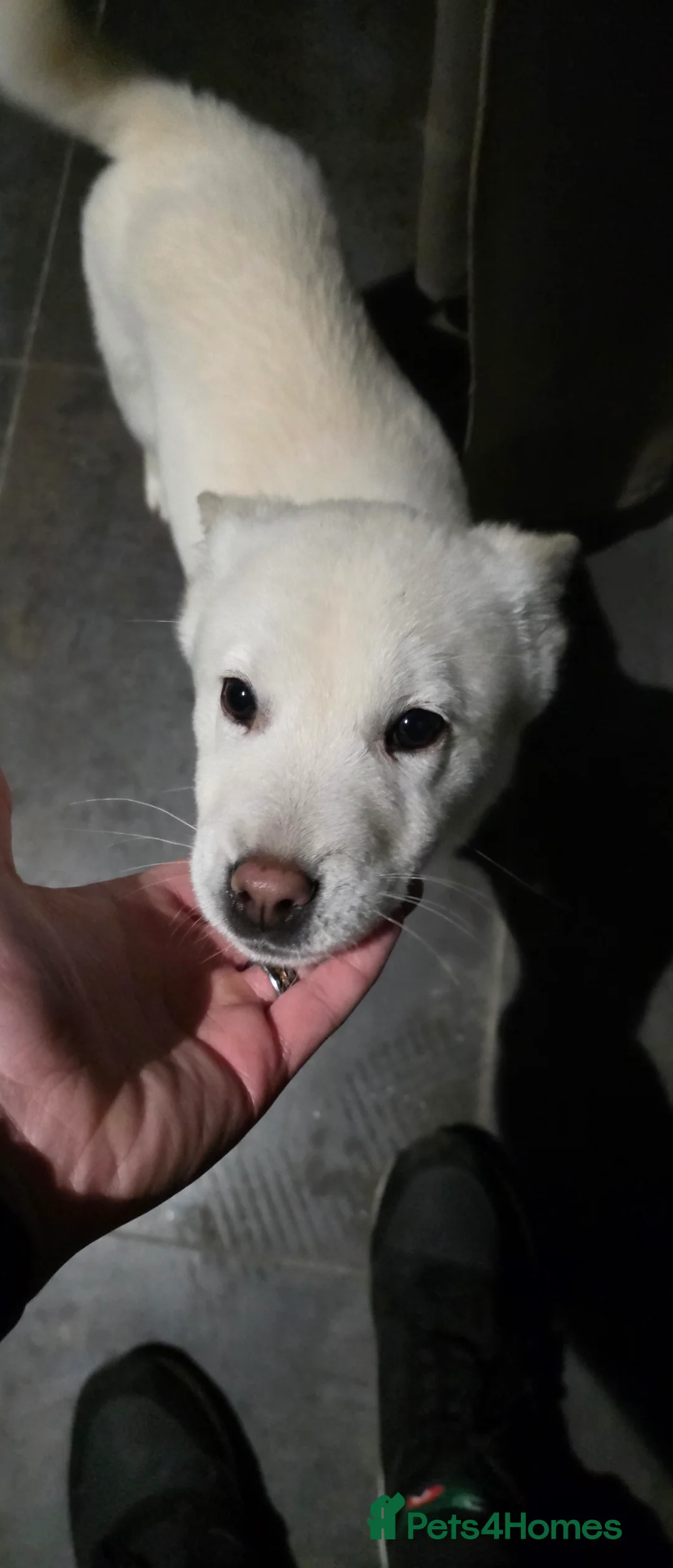 Mixed Breed dogs for sale: adorable male Chowski pup for sale - Advert 6