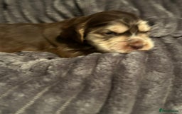 Cocker Spaniel dogs for sale: 🐾Cocker Spaniel Puppies-Ready in 5 Weeks🐾 - Image 34