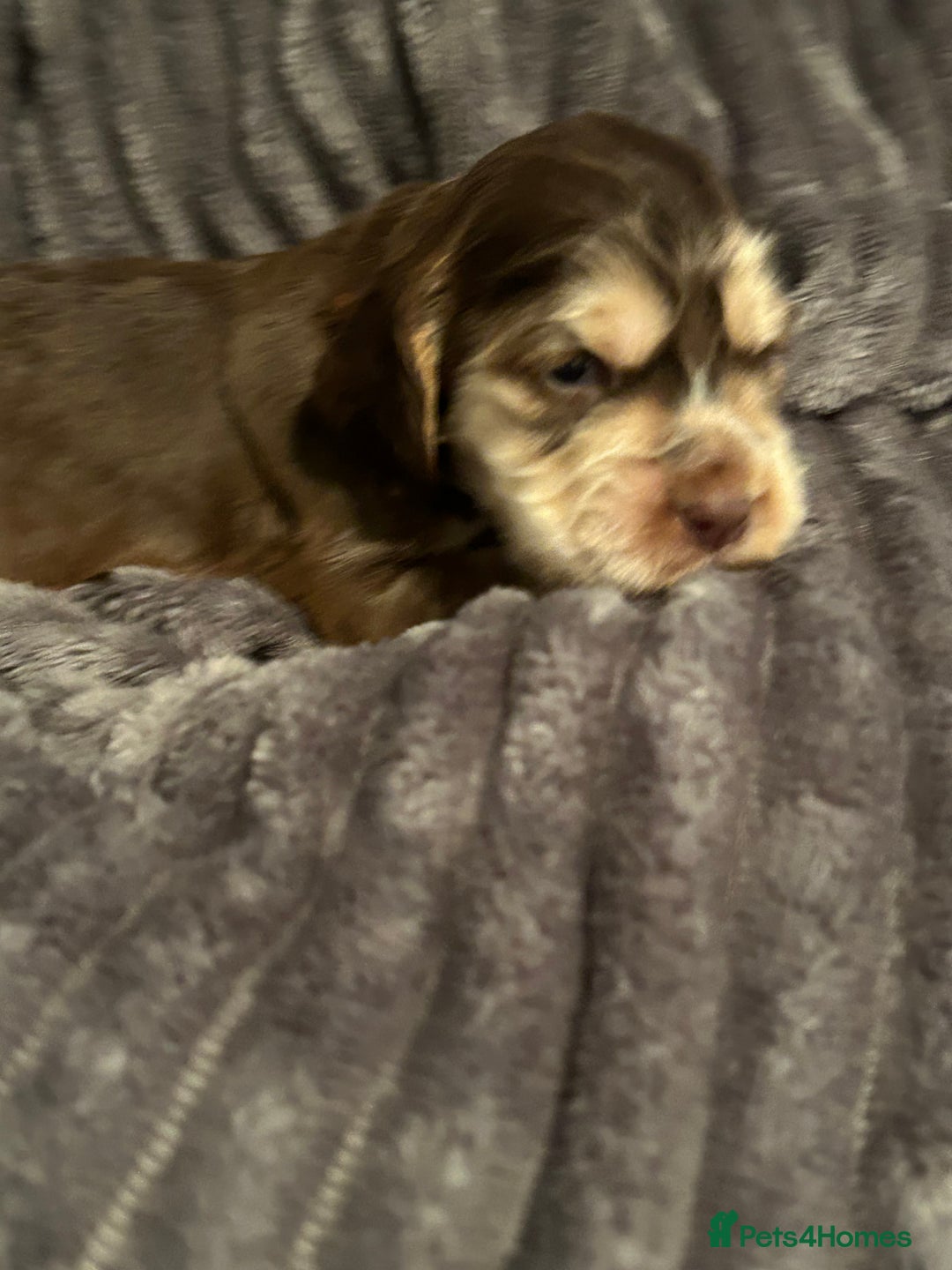 Cocker Spaniel dogs for sale: 🐾Cocker Spaniel Puppies-Ready in 5 Weeks🐾 - Image 34