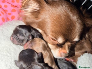 Chihuahua dogs Russian long coat chihuahua - Advert 3