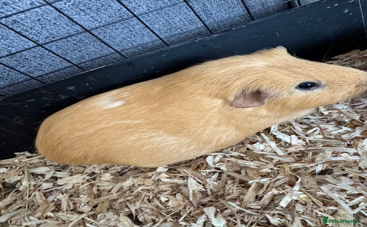 Guinea Pig rodents - Advert 3