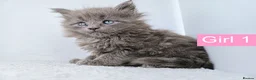 Maine Coon cats for sale: DNA health tested Maine coon kittens  - Advert 18