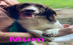 Sproodle dogs for sale: Stunning F1 Sproodle puppies  - Image 19