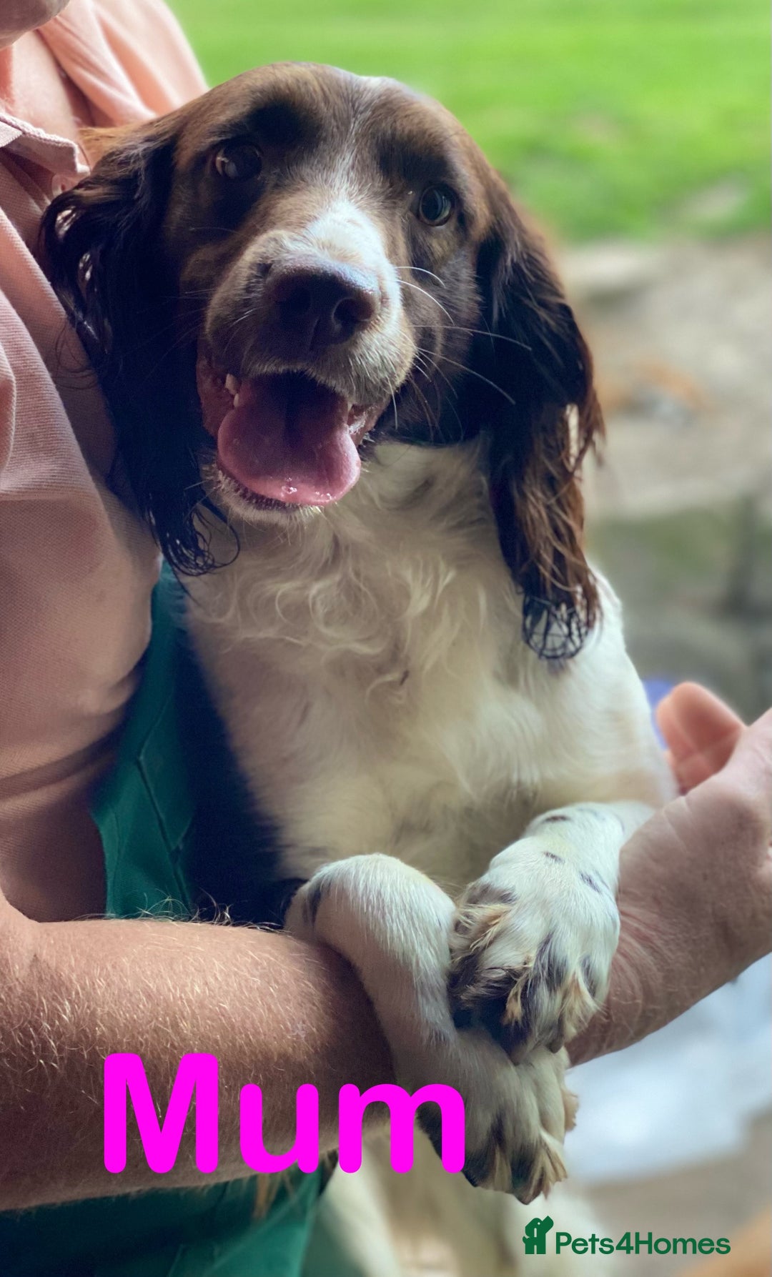 Sproodle dogs for sale: Stunning F1 Sproodle puppies  - Image 19