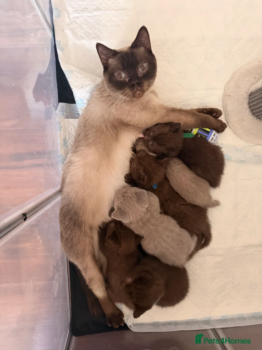 British Shorthair cats for sale: Lilac female British short hair - Advert 2