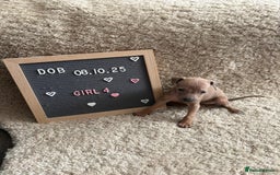 Italian Greyhound dogs for sale: Italian greyhound puppies - Advert 9