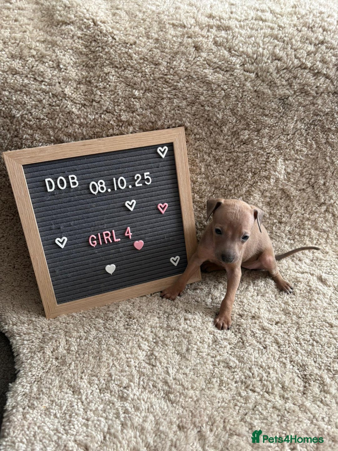 Italian Greyhound dogs for sale: Italian greyhound puppies - Advert 9