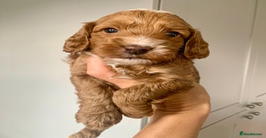 Cockapoo dogs - Advert 1