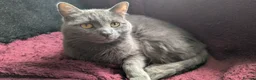 Mixed Breed cats for sale: Loving Bonded Pair of Cats For Sale - Male ,Female - Advert 5