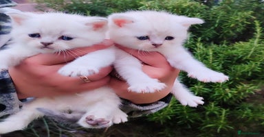 Scottish Fold cats - Advert 6