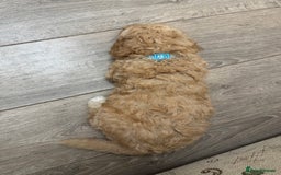 Goldendoodle dogs for sale: ⭐️⭐️READY NOW⭐️⭐️ Beautiful Goldendoodles - Image 11