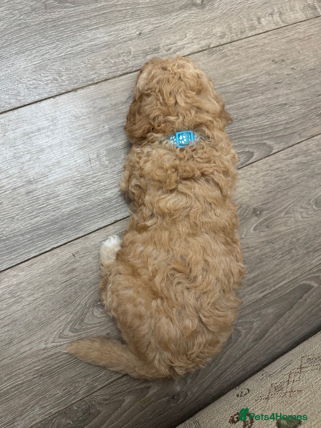 Goldendoodle dogs for sale: ⭐️⭐️READY NOW⭐️⭐️ Beautiful Goldendoodles - Image 11
