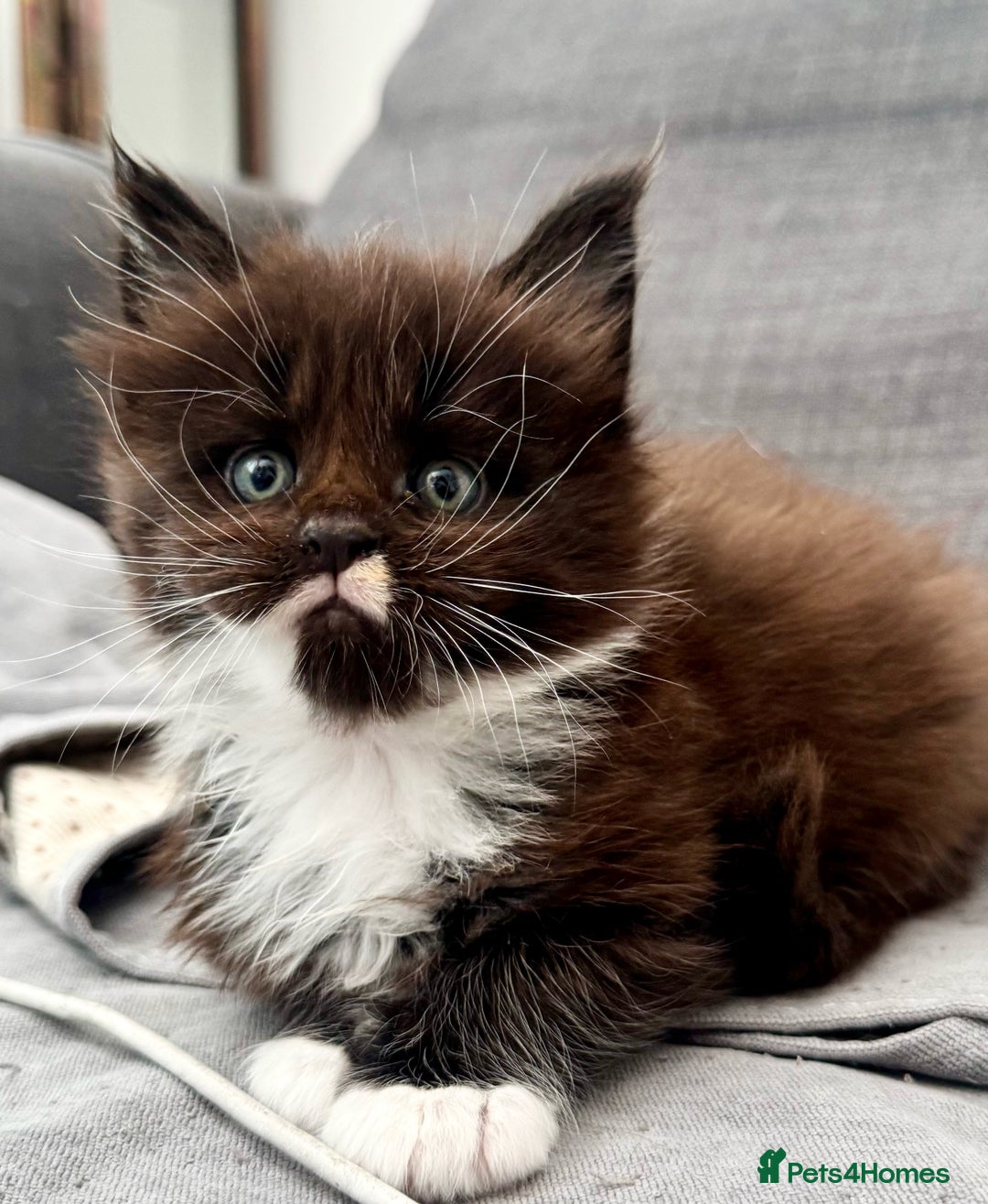 Maine Coon cats for sale: Champions- Bloodline Purebred Maine Coon Kittens  - Advert 24