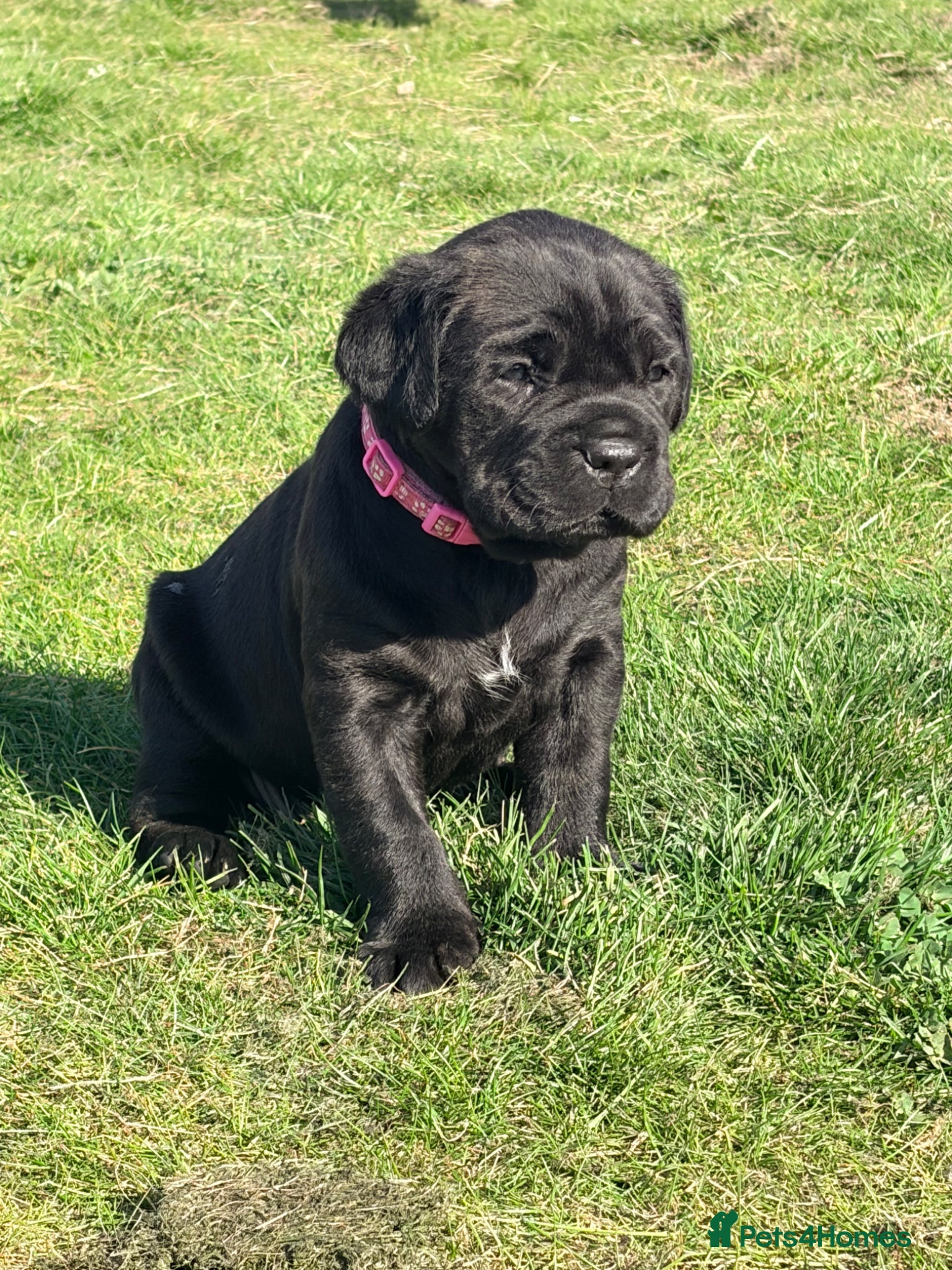 Cane Corso dogs Cane Corso puppy’s  - Advert 1