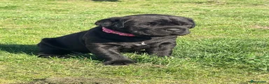Cane Corso Puppy 3