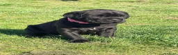 Cane Corso dogs for sale: Cane Corso puppy’s  - Advert 10