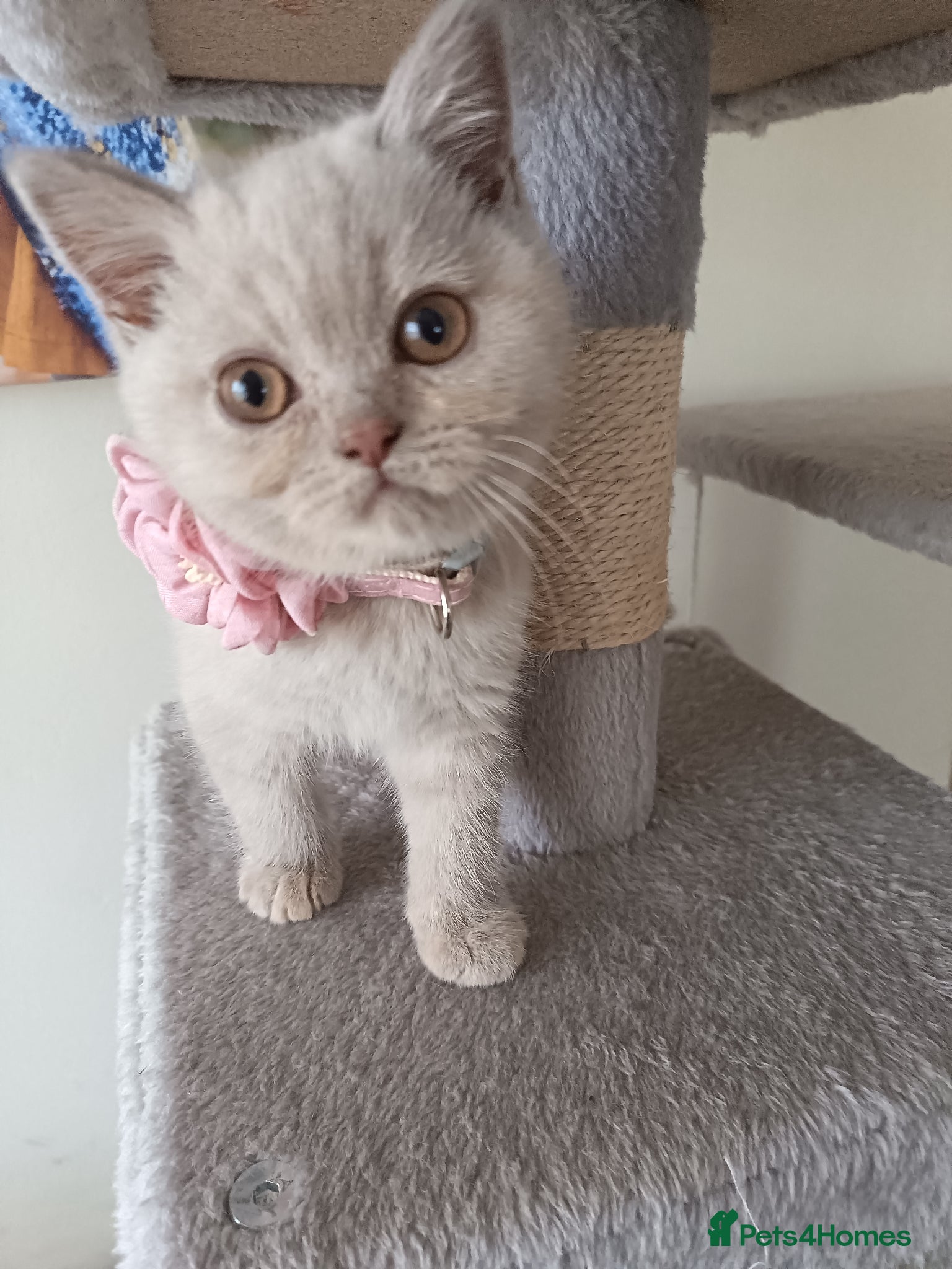 British Shorthair cats GCCF registered cream and lilac BSH - Advert 6