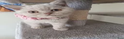 British Shorthair cats for sale: GCCF registered cream and lilac BSH - Advert 1