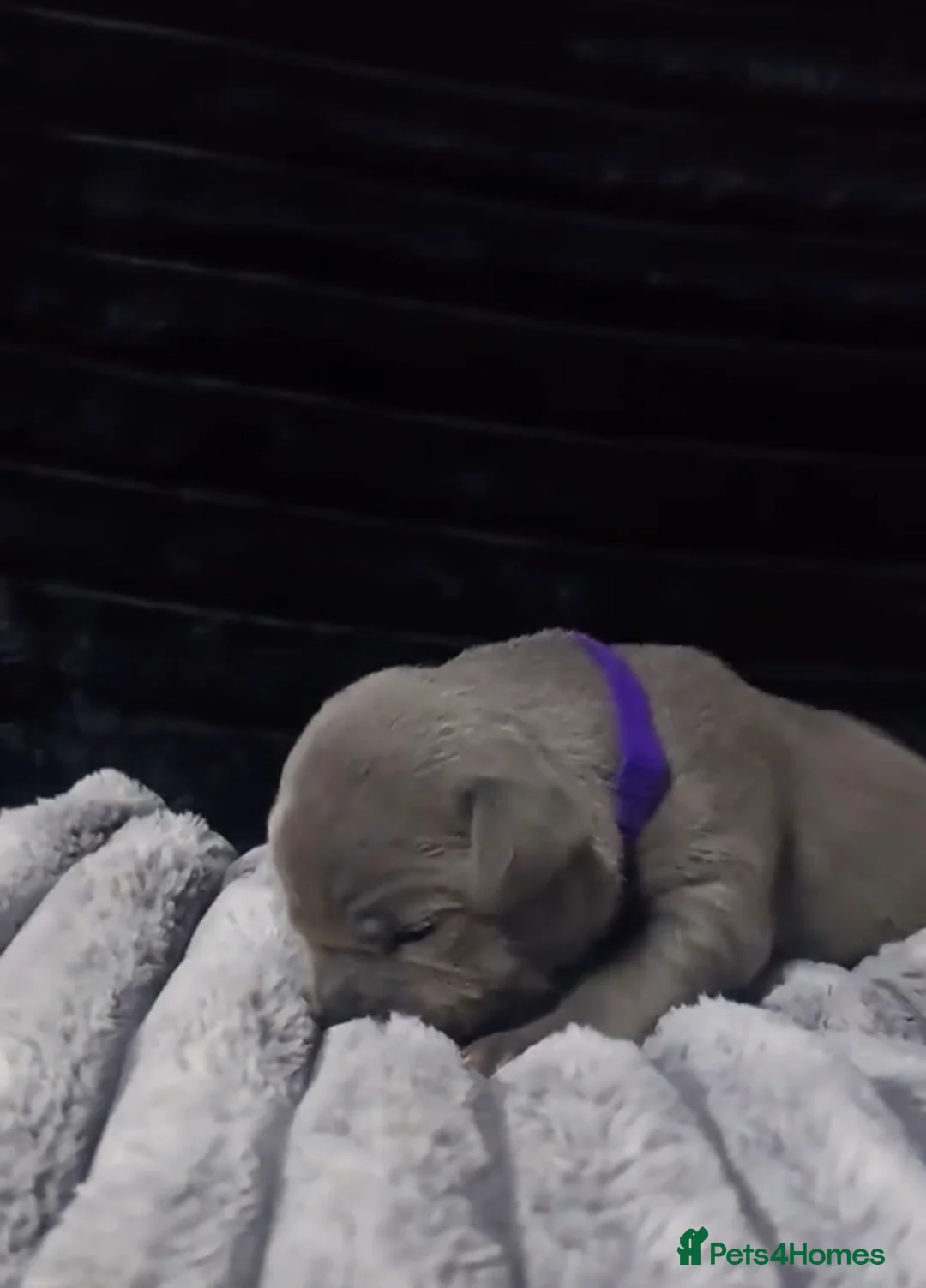 Staffordshire Bull Terrier dogs for sale: %Solid Pure Staffy Puppies Available  in Birmingham - Advert 2