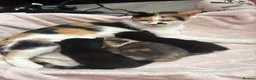 Mixed Breed cats for sale: Cute Black Kittens  - Advert 6