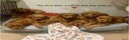 Cavapoo dogs for sale: Stunning fox red Cavapoo puppies 🐾 - Advert 10