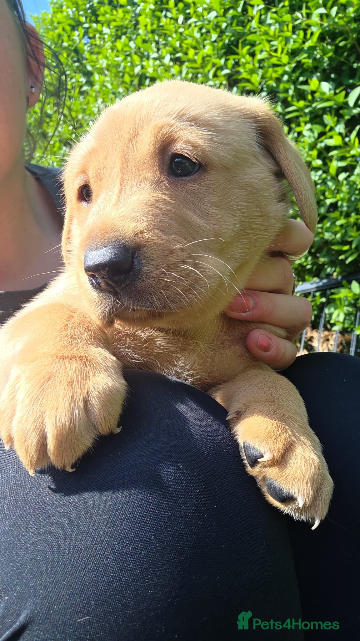 Labrador Retriever dogs 5 lab babies for sale - Advert 10