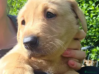 Labrador Retriever dogs 5 lab babies for sale - Advert 1