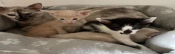 Siamese cats for sale: Adorable GCCF reg Siamese and Oriental kittens - Advert 9