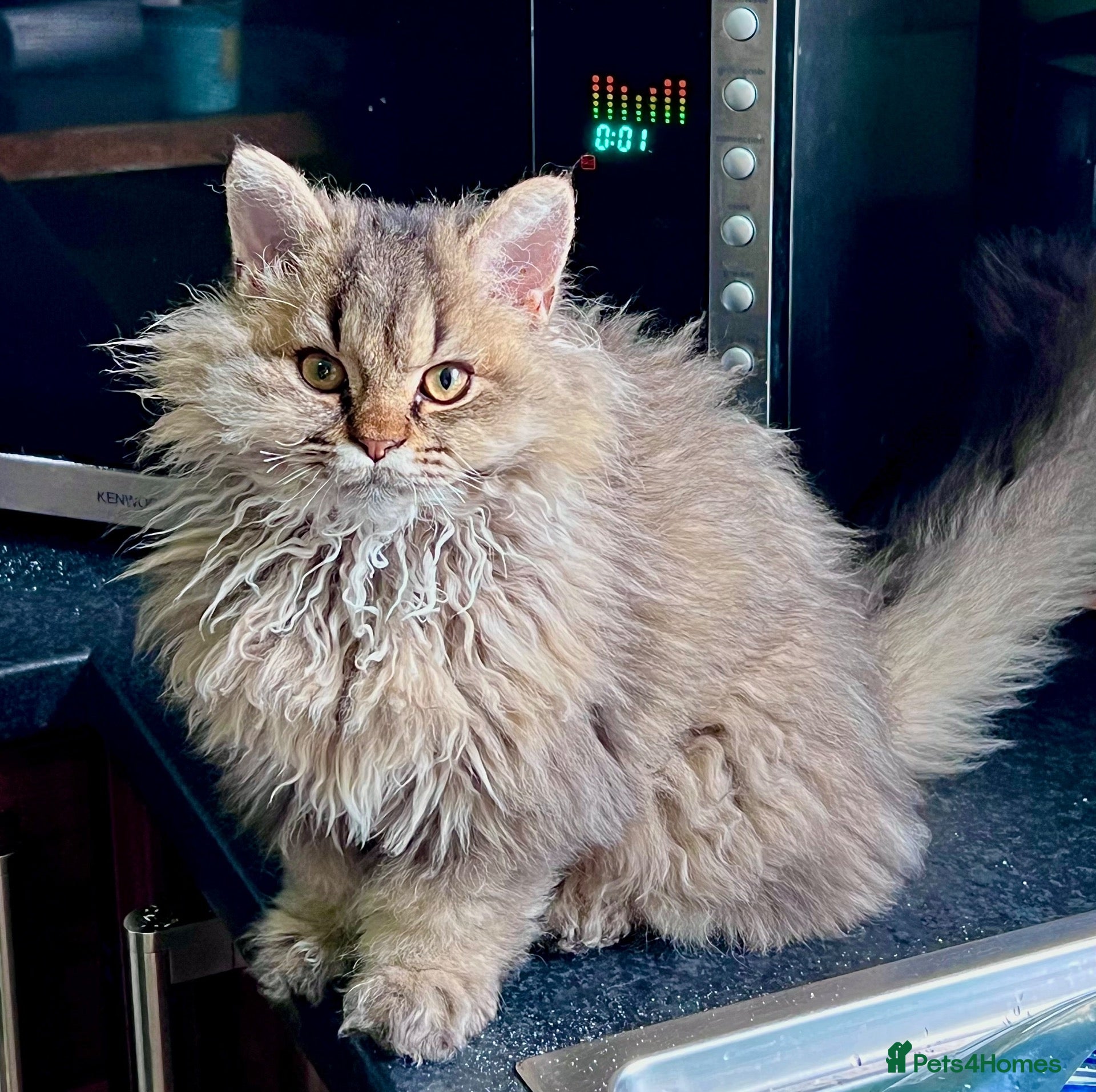 Selkirk Rex cats Gorgeous pure breed Selkirk rex kittens 😻 - Advert 2