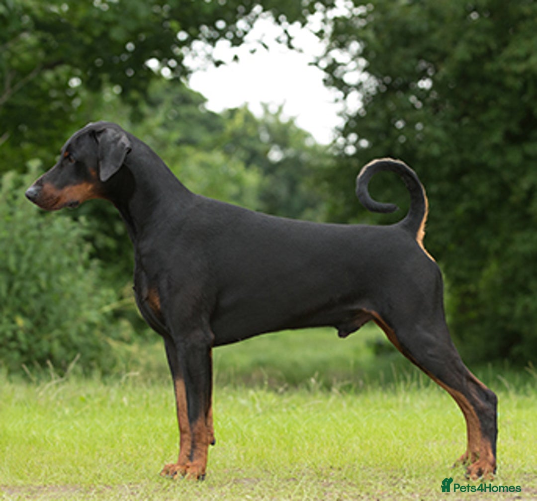 Dobermann dogs for stud: HUSKAR Bloodline Doberman Stud 🩸 - Image 2