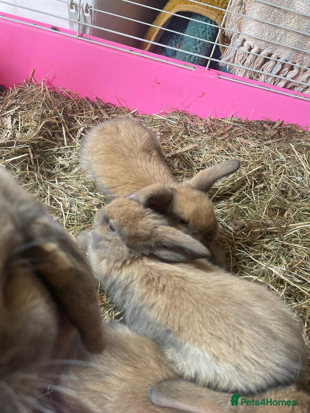 Mini Lop rabbits for sale: Pure bred mini lop rabbits - Image 3