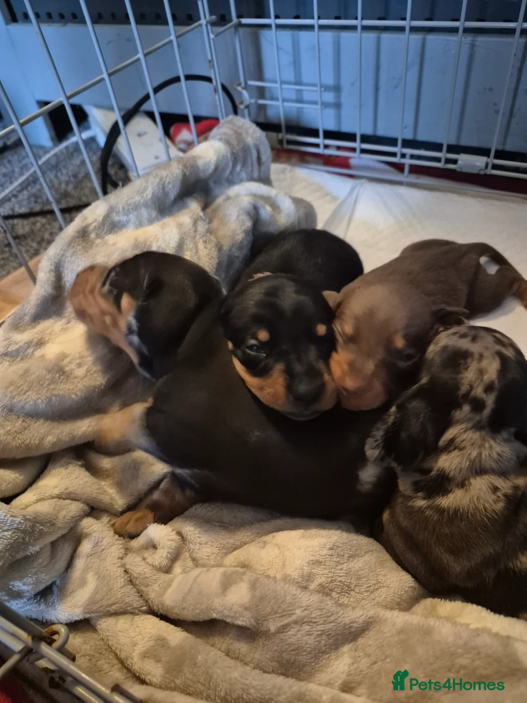 Miniature Dachshund dogs for sale: Miniature daschunds 2 girls - Advert 3