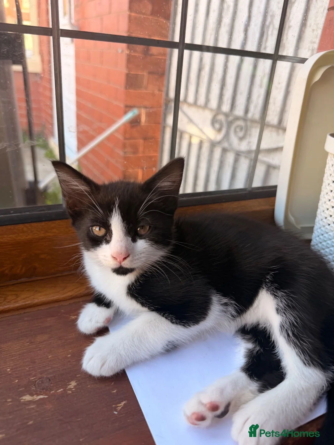 Mixed Breed cats for sale: Beautiful Ragdoll mix kittens. - Advert 38