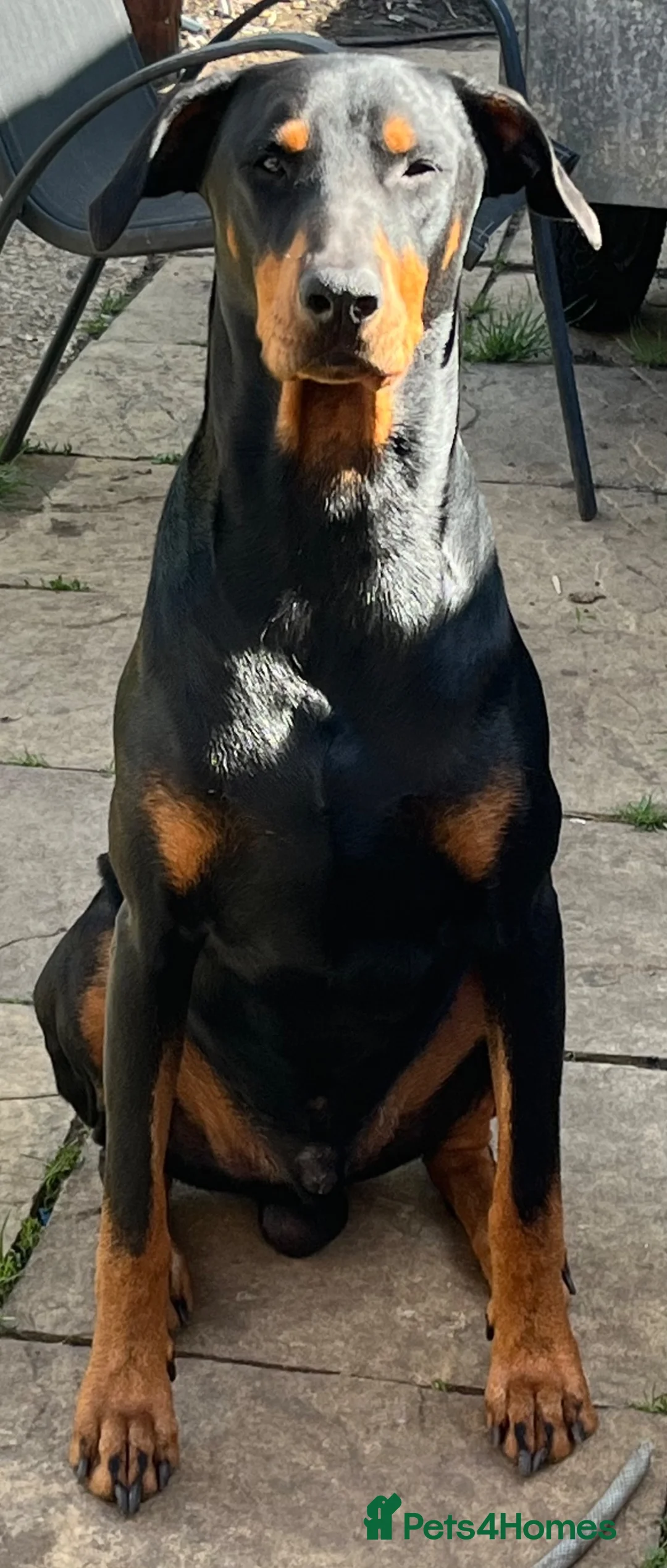 Mixed Breed dogs for sale:  **Only 8 left** Belgian Malinois x Dobermann pups - Advert 26