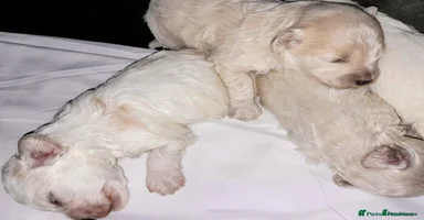 Maltipoo dogs - Advert 2