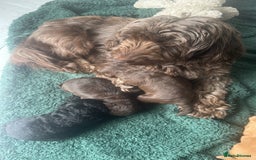 Cockapoo dogs for sale: Black female cockerpoo - Advert 3