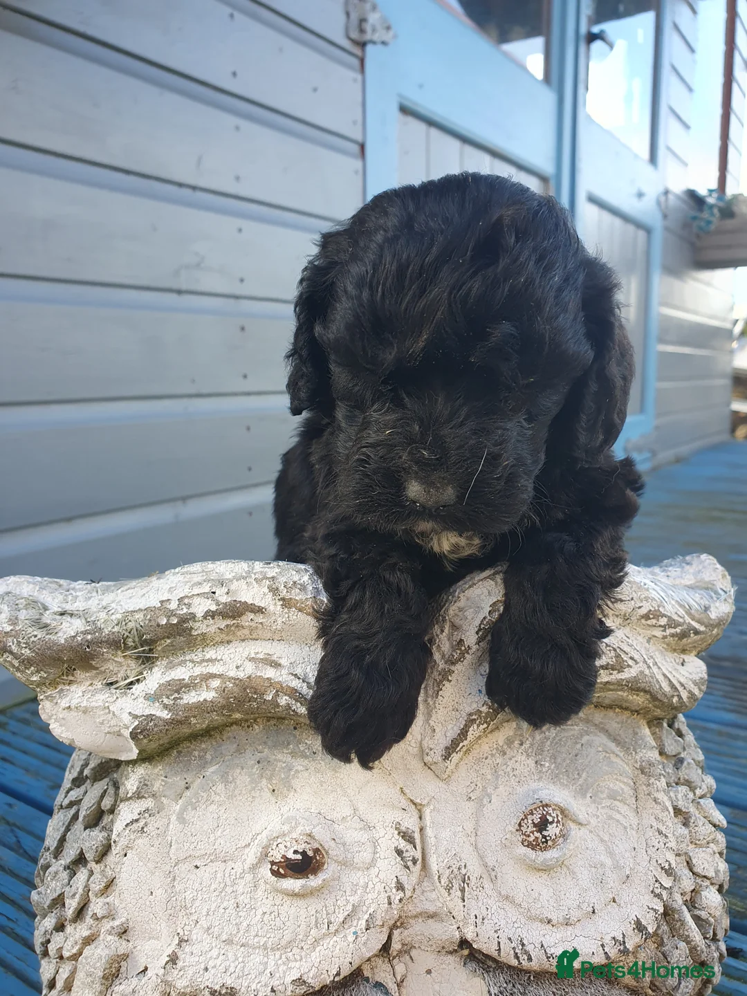 Cockapoo dogs for sale: cockapoo puppies f1 in Ayr - Advert 9