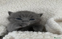 British Shorthair cats for sale: British Shorthair Kittens – Sweet Round Faces 🐻💛 - Image 6