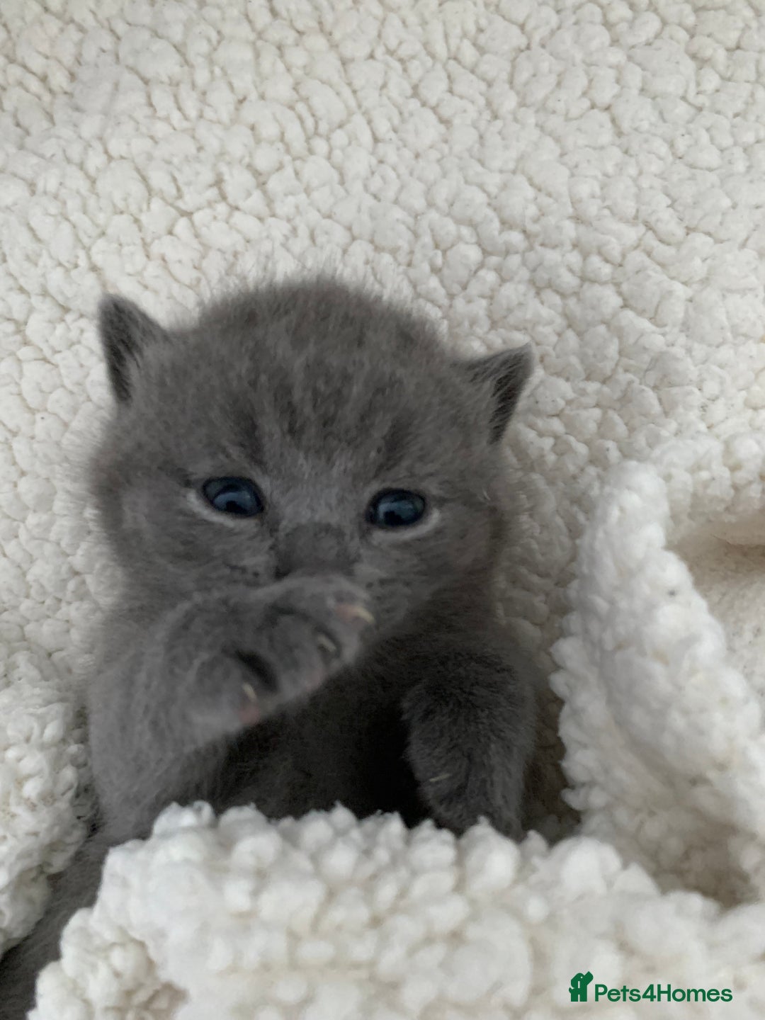 British Shorthair cats for sale: British Shorthair Kittens – Sweet Round Faces 🐻💛 - Image 6