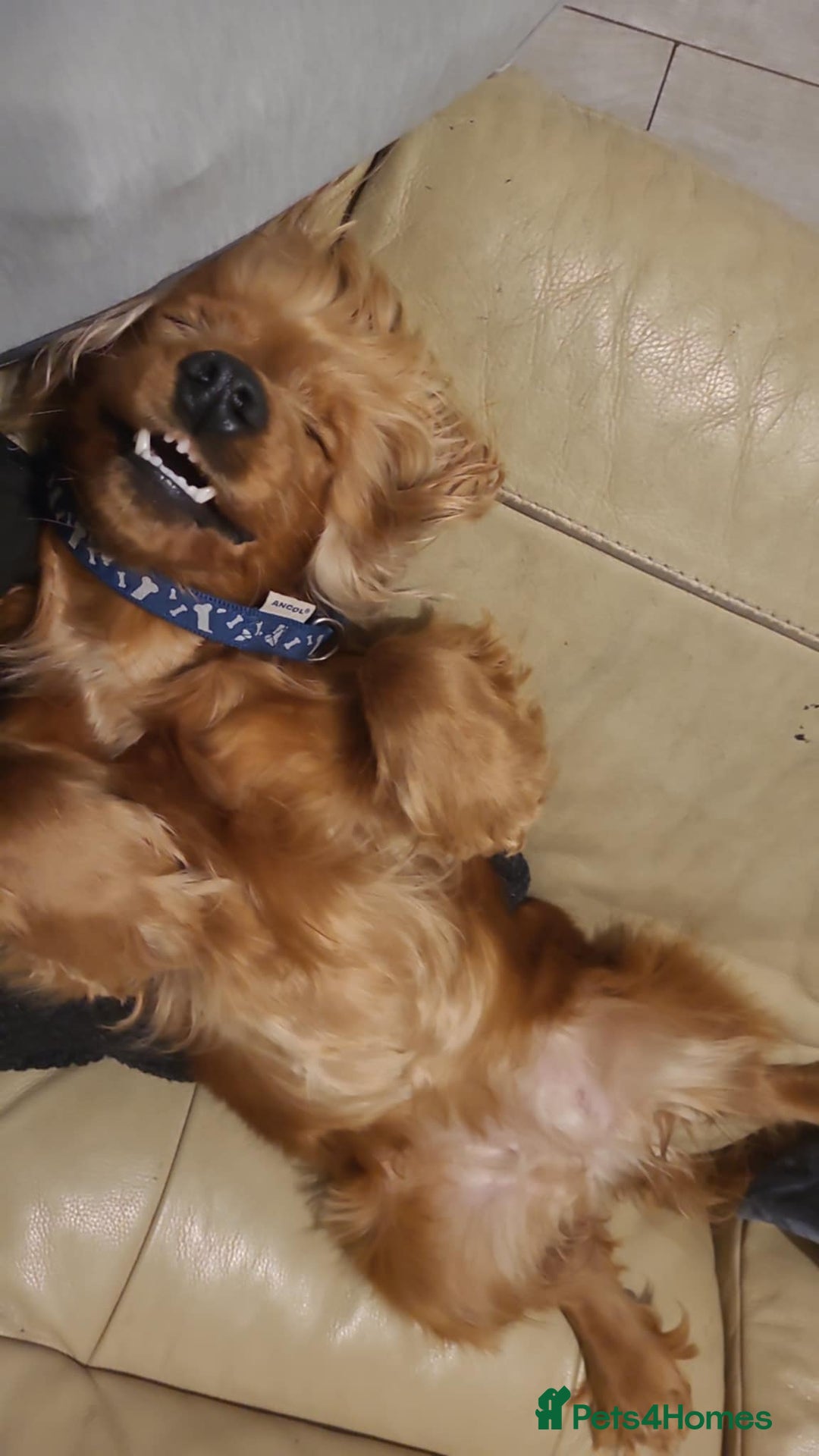 Cocker Spaniel dogs for sale: Showtype cocker spaniels  - Advert 14